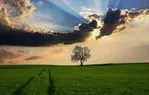 8. Albero del progetto